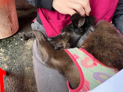 ▲「鐺鐺」是一隻個性溫和又相當親人的狗狗，只要看到人靠近，常會主動把頭靠在人腿上討摸摸。（圖／新北市動保處www.ahiqo.ntpc.gov.tw/）