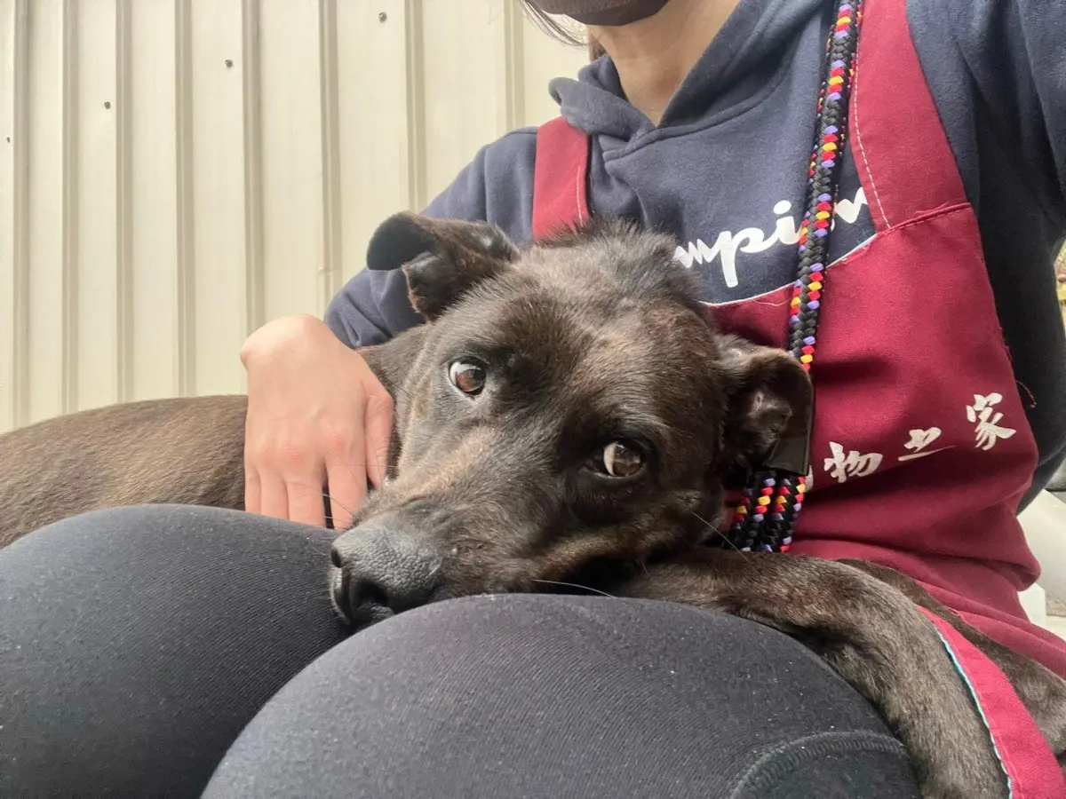 ▲在新北市中和動物之家生活多年的狗狗「鐺鐺」親人又愛撒嬌，卻曾兩度被認養又退回，讓工作人員相當不捨。（圖／新北市動保處www.ahiqo.ntpc.gov.tw/）