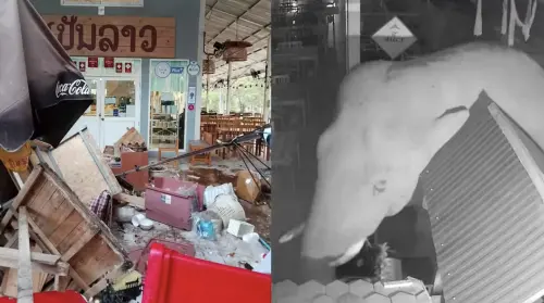 米其林泰國餐館遭野生大象闖入覓食！不只搞破壞還嚇壞附近居民