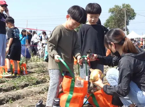 ▲台灣中油公司石化事業部舉辦採摘洋蔥趣活動，增進員工及眷屬親子同樂。(圖／中油石化事業部提供)