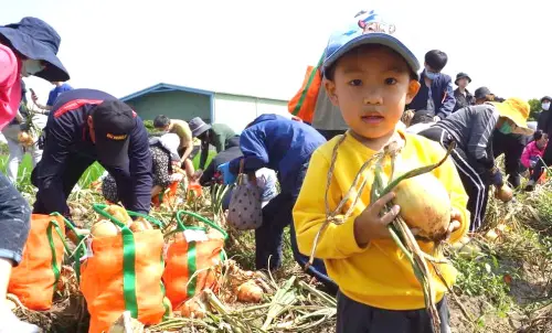 ▲台灣中油公司石化事業部舉辦採摘洋蔥趣活動，增進員工及眷屬親子同樂。(圖／中油石化事業部提供)