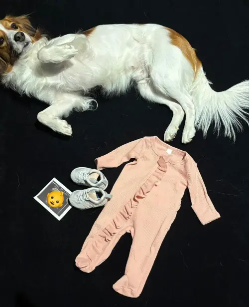 ▲大谷翔平曾分享愛犬與女兒的超音波照片、寶寶裝，不難看出他有多愛家。（圖／大谷翔平IG＠shoheiohtani）