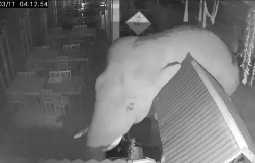 米其林餐廳也擋不住！考艾野象闖店覓食　水果攤與設施遭破壞