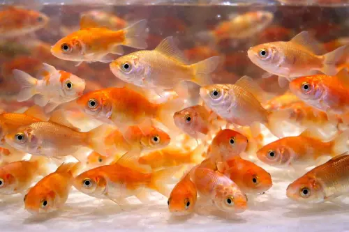 ▲「朱文錦」屬外來種雜交金魚，若貿然放生至河川或湖泊環境，通常難以適應而死亡。（圖／新北市動保處）