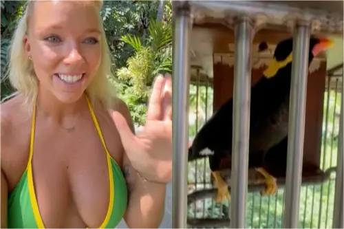 影／小鳥突然開口說話！超自然模仿人聲影片爆紅