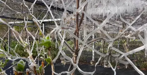 ▲紫藤花苞與嫩葉被薄薄的冰包裹住。（圖／武陵農場提供，2026.03.13）