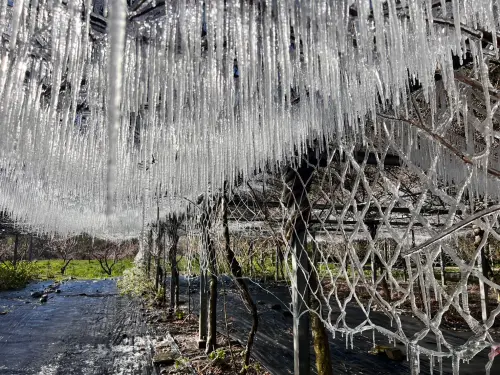 ▲武陵農場藤花園罕見在3月形成絕美的冰晶世界，園方笑稱是被「艾莎公主」突襲。（圖／武陵農場提供，2026.03.13）