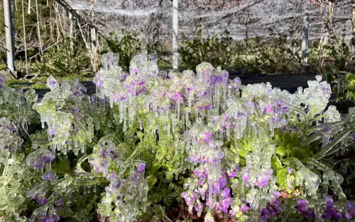 「艾莎公主」突襲！清晨美景限定　武陵農場罕見3月現冰晶宮
