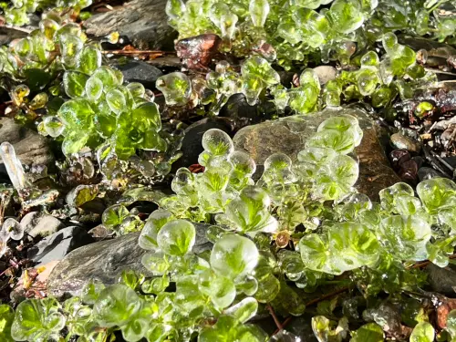 ▲嫩葉被薄薄的冰包裹住，是清晨的限定美景。（圖／武陵農場提供，2026.03.13）