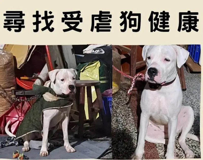 受虐母犬離奇失蹤月餘！網「死要見屍」　彰縣府對飼主加重罰3萬
