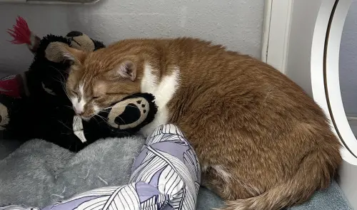 貓版「Panchi」緊抱布偶熊！4歲小橘帶娃娃進收容所：不要拿走它