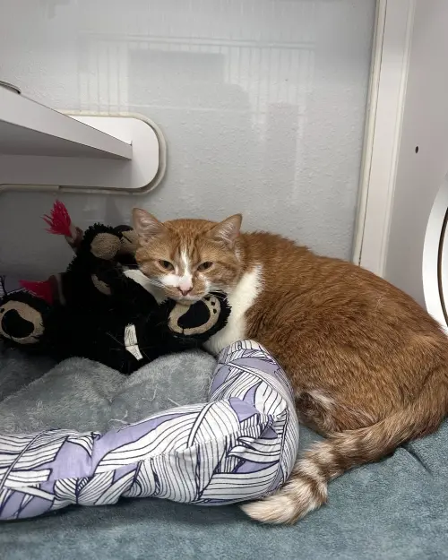 ▲▼柔伊在陌生環境中十分不安，只要娃娃暫時被拿去清洗就會焦躁不安，前飼主也留下紙條請求工作人員不要拿走娃娃，因為那是貓咪唯一的情感依靠。（圖／翻攝自臉書粉專「Carver Scott Humane Society」）