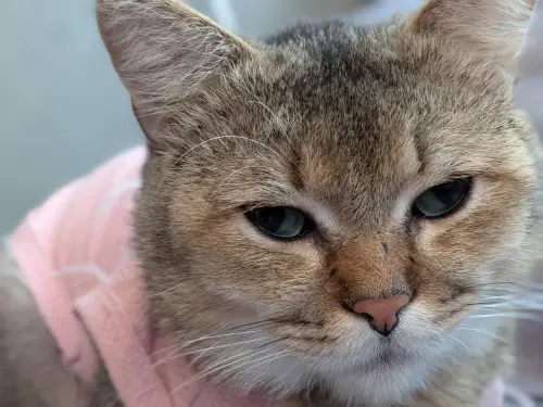 ▲Google Pixel 10a拉近焦段拍攝貓咪，可以清晰捕捉細膩的細節畫面。（圖／記者周淑萍攝）