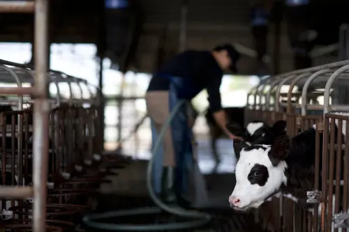 福伯食品做什麼的？北台最大屠牛場　黑歷史曝：溺殺灌水、排血水