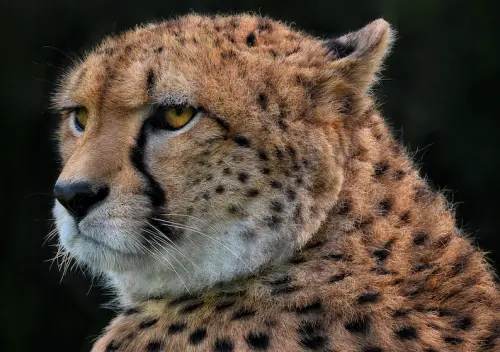 ▲隼或獵豹眼下也常見深色線條，目的同樣是減少強光反射對視線造成的刺激。（圖／取自Pixabay）