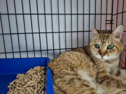 ▲新北市政府動物保護防疫處接獲通報後立即派員前往救援，並將「花奶奶」送往毛寶貝醫療中心進行檢傷與治療。（圖／新北市動保處）