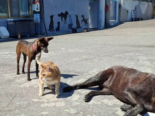 ▲經過一段時間熟悉環境後，花奶奶在所內不僅能自在行走，個性更是安靜乖巧，連動物之家的犬隻都會對這位「資深長輩」禮讓三分。（圖／新北市動保處）
