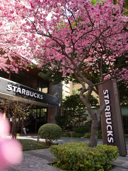 ▲星巴克林口文化三門市，知名的三色櫻街景正盛放。（圖／星巴克提供）