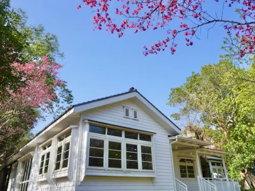 ▲陽明山上的星巴克草山門市，也有春日櫻花美景。（圖／星巴克提供）