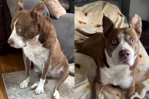 比特犬混種哈士奇「生出皮斯基」！呆萌長相曝光爆紅：眼神好睿智
