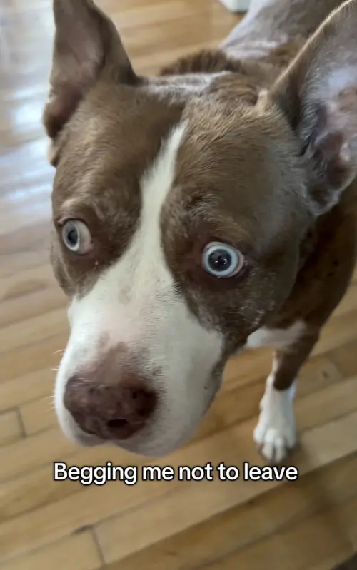 ▲濕婆雖然外表兇狠，卻常在影片中露出略顯緊繃的神情，反而讓不少網友覺得又萌又好笑。（圖／翻攝自IG@dramaticdogduo）