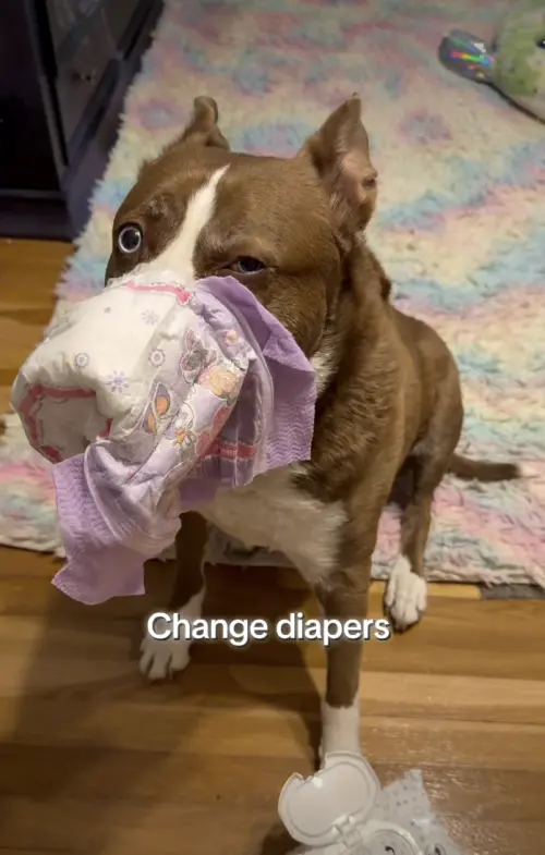 ▲濕婆是促成夫妻相識的關鍵角色，從陪伴滑板、追車到成為感情橋樑，如今成為兩人生活中不可或缺的存在。（圖／翻攝自IG@dramaticdogduo）