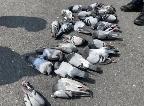 鴿子集體暴斃畫面曝！高雄宮廟前婦人疑撒「毒米」　動保處將調查
