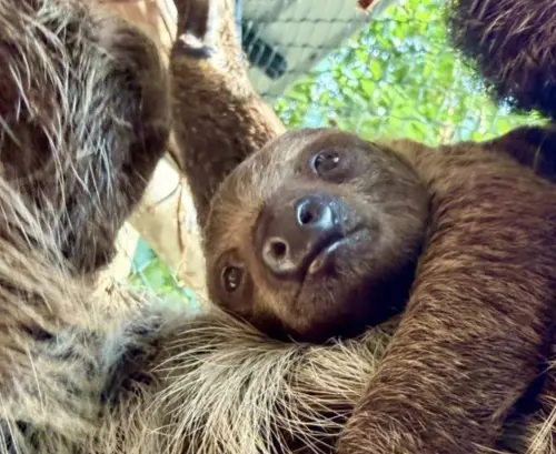 超療癒！泰國綠山動物園迎來雙趾樹懶寶寶　「閃電家族」再添新丁
