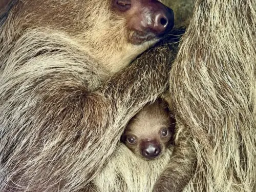 ▲媽媽艾莎將寶寶「小閃電」緊緊摟在懷中，母子倆依偎的畫面讓人忍不住融化，也是泰國動物保育的暖心里程碑。（圖／翻攝自綠山動物園）