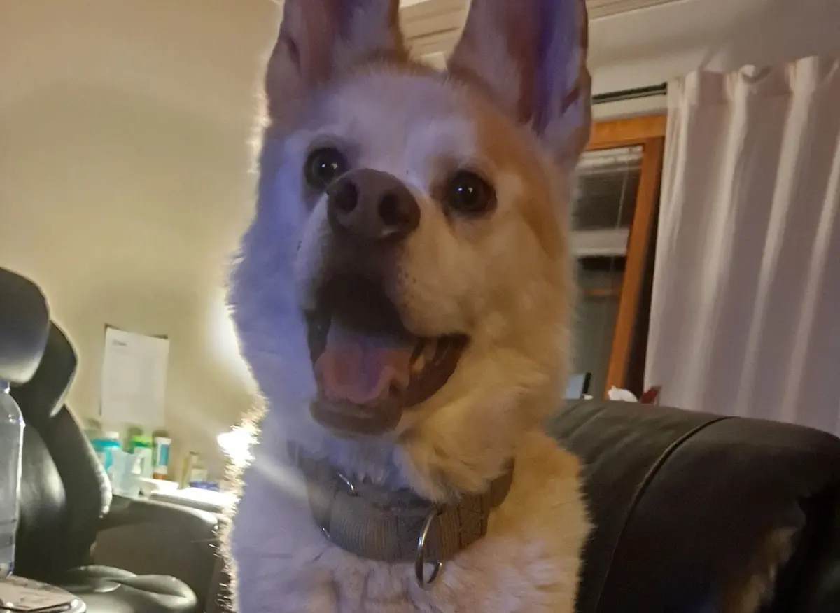 ▲墨西哥有隻哈士奇每天滿臉笑容，卻從小待在收容所長達5年，這段時間也沒有半個人願意領養，背後原因讓志工心碎了。（圖／Sherry Sarceda Long臉書）