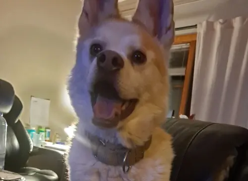 哈士奇滿臉笑容沒人要！待收容所5年遭嫌棄　志工一聽原因心碎了