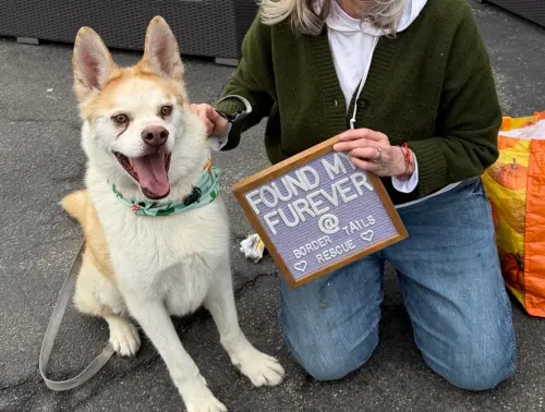 ▲弗拉德終於被領養，畫面中的弗拉德像往常一樣，露出燦爛的微笑，讓不少網友感動看哭。（圖／Border Tails Rescue臉書）