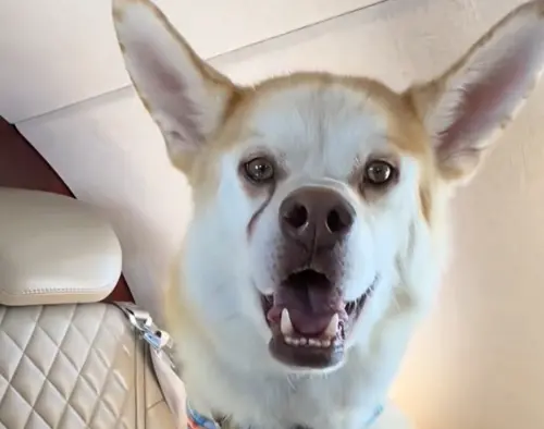 ▲弗拉德下顎明顯突出，多數人嫌棄其笑容太醜，不符合一般哈士奇帥氣外表。（圖／TikTok@eric.and.joey）