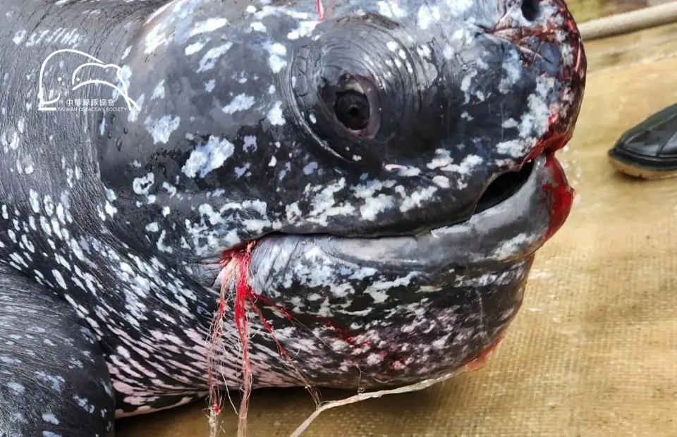 ▲一隻革龜於3月14日早晨被發現受困在宜蘭梗枋定置漁場，嘴部有漁網卡住，因此被送往八斗子「海之生」救傷站。（圖／中華鯨豚協會臉書）