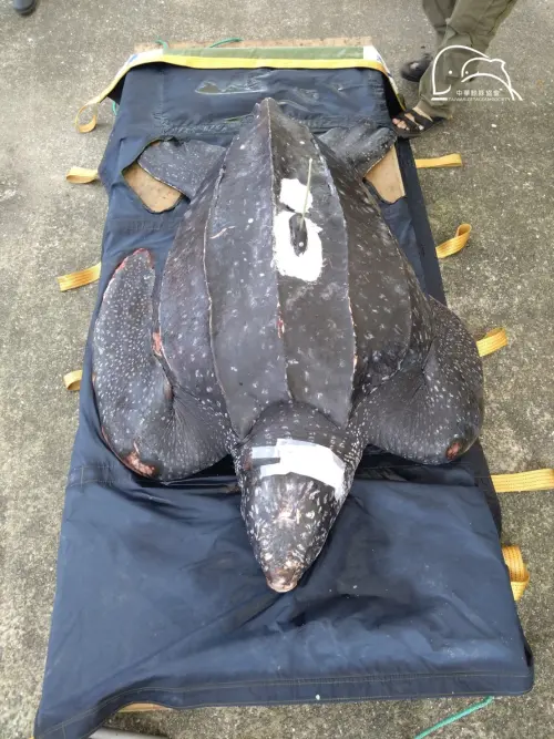 ▲儘管手術成功移除部分網具，革龜仍於當晚21時30分出現呼吸速率下降及反射消失等徵兆，歷經90分鐘急救後，於深夜23時宣告死亡。（圖／中華鯨豚協會臉書）