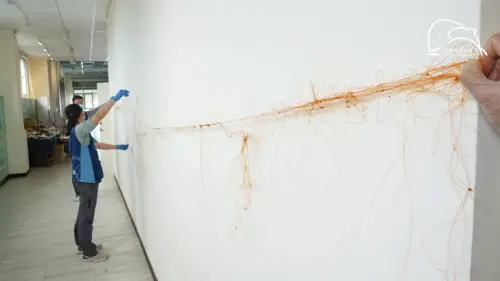 ▲革龜體內竟還殘留大量流刺網，總長度合計近9公尺，這些廢棄漁網塞滿了革龜約180公分長的食道與胃部。（圖／中華鯨豚協會臉書）