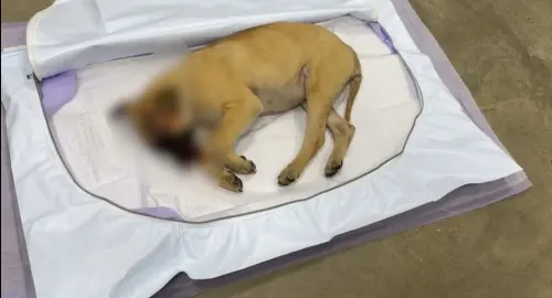 領養幼犬安全帽砸頭吐血亡！狠男謊稱吃蚊香暴斃　另一隻恐早遇害