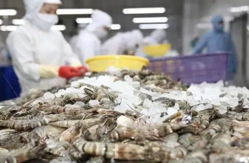 25%稅率鎖喉！越南蝦商面臨市場寒冬　對美出口單月暴跌逾六成
