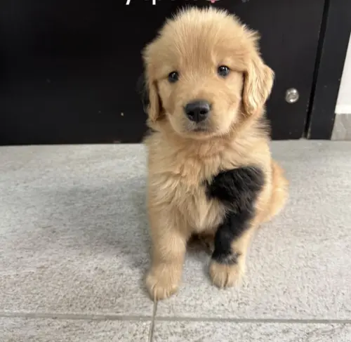 ▲伯納多前腿覆蓋大面積黑色斑點，視覺效果宛如包手刺青，背部、耳朵以及尾巴也點綴著不規則黑色花紋，與寶可夢「卡蒂狗」十分相像。（圖／翻攝自TikTok@berniethegoldenr）