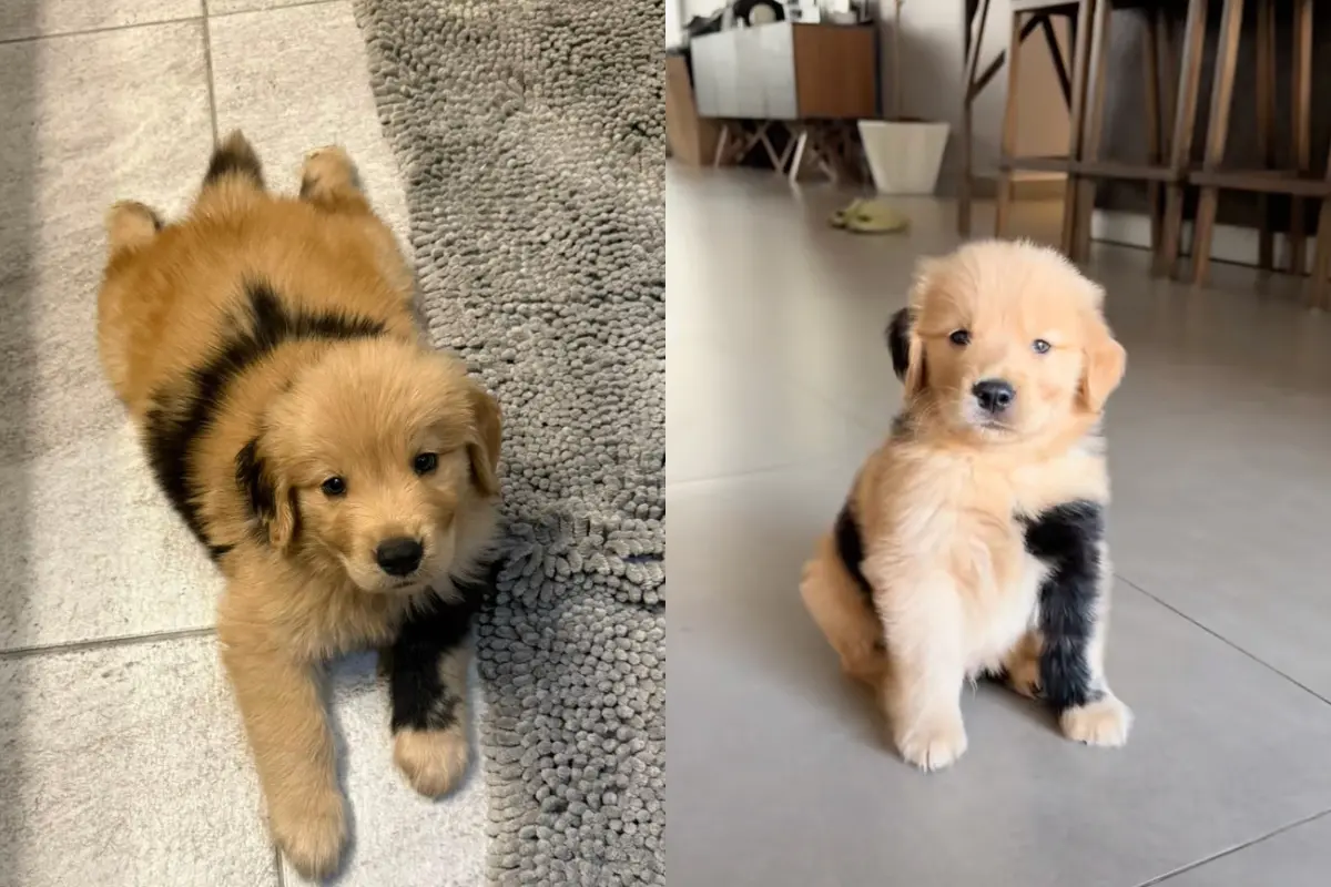 ▲一隻名叫伯納多的黃金獵犬近期在網路爆紅，因為牠身上出現罕見黑色斑紋，宛如天生包手刺青，也像極了寶可夢「卡蒂狗」。（圖／翻攝自TikTok@berniethegoldenr）