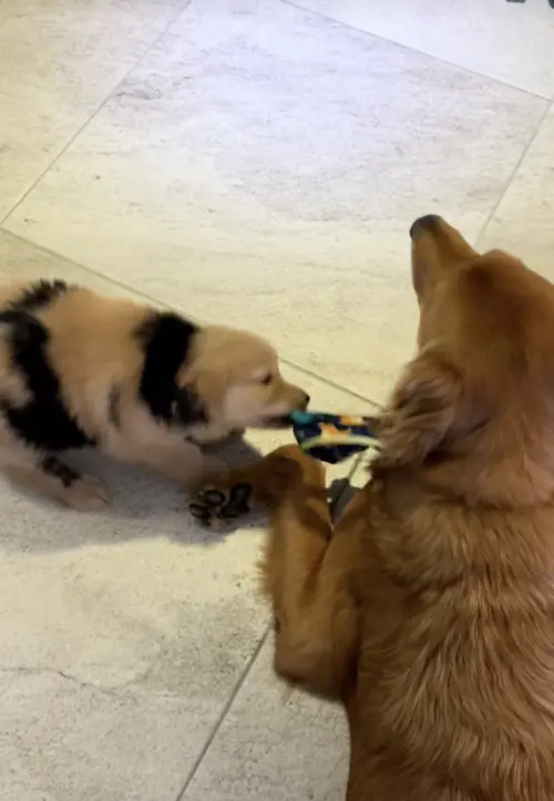 ▲目前仍是奶犬階段的伯納多，圓潤模樣搭配特殊斑紋，更加放大可愛感。（圖／翻攝自TikTok@berniethegoldenr）