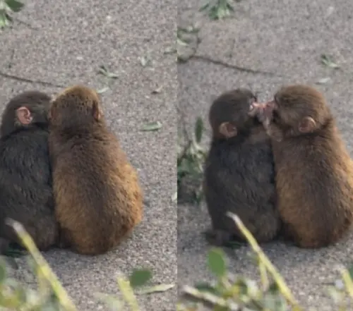 網紅小猴Panchi疑似交女友！與母猴親親　網笑：怎比我還快　