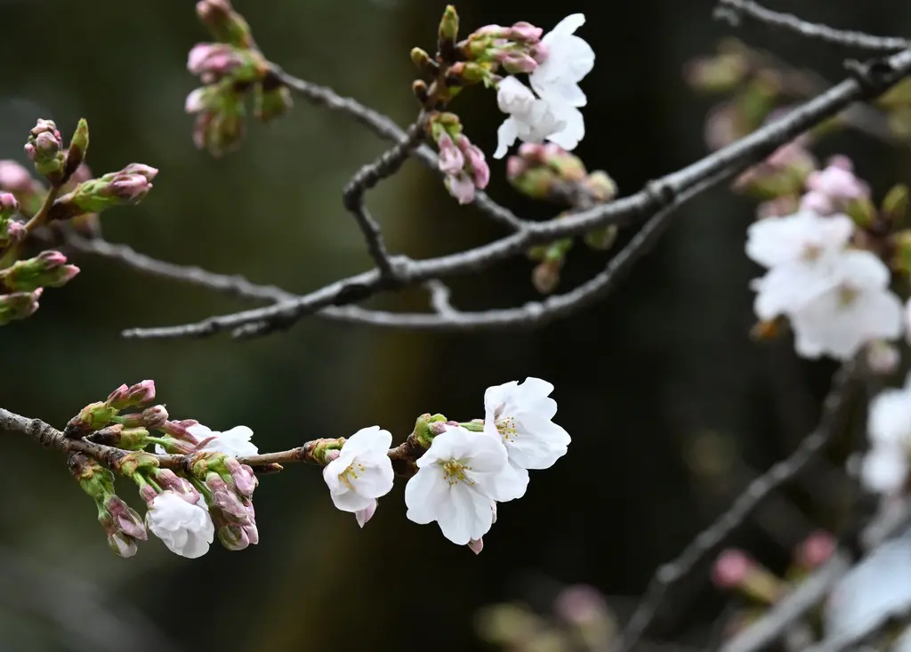 ▲日本氣象廳在今（19）日下午2點宣告，東京的染井吉野櫻正式綻放，比起去年提早了5天。（圖／美聯社／達志影像）