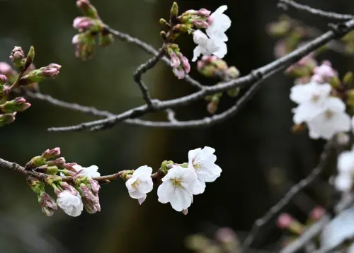東京櫻花開了！比去年提早5天　「滿開」最佳賞花時間曝光