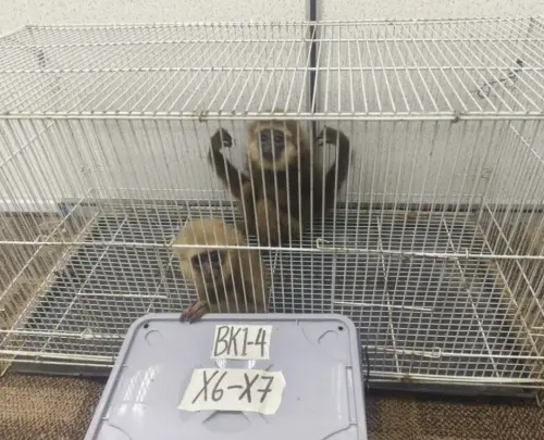 行李箱裡裝5隻野生動物！男子大馬機場走私長臂猿出境　當場抓包