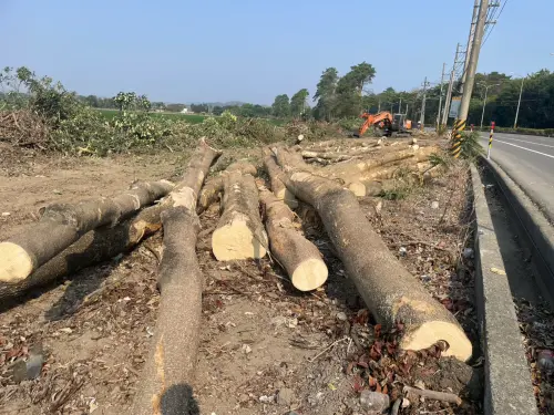 ▲「環保林園大道」，種植包括桃花心木、黑板樹、台灣欒樹等成排樹木，如今遭大量砍伐，讓居民難以接受。（圖／立委邱議瑩辦公室提供）