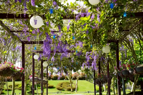 ▲成美文化園每年春季迎來夢幻的許願藤花季，一年兩度迎來花期，紫色花串如瀑布般垂落，形成浪漫花廊景致。(圖／成美文化園提供2026.3.20)