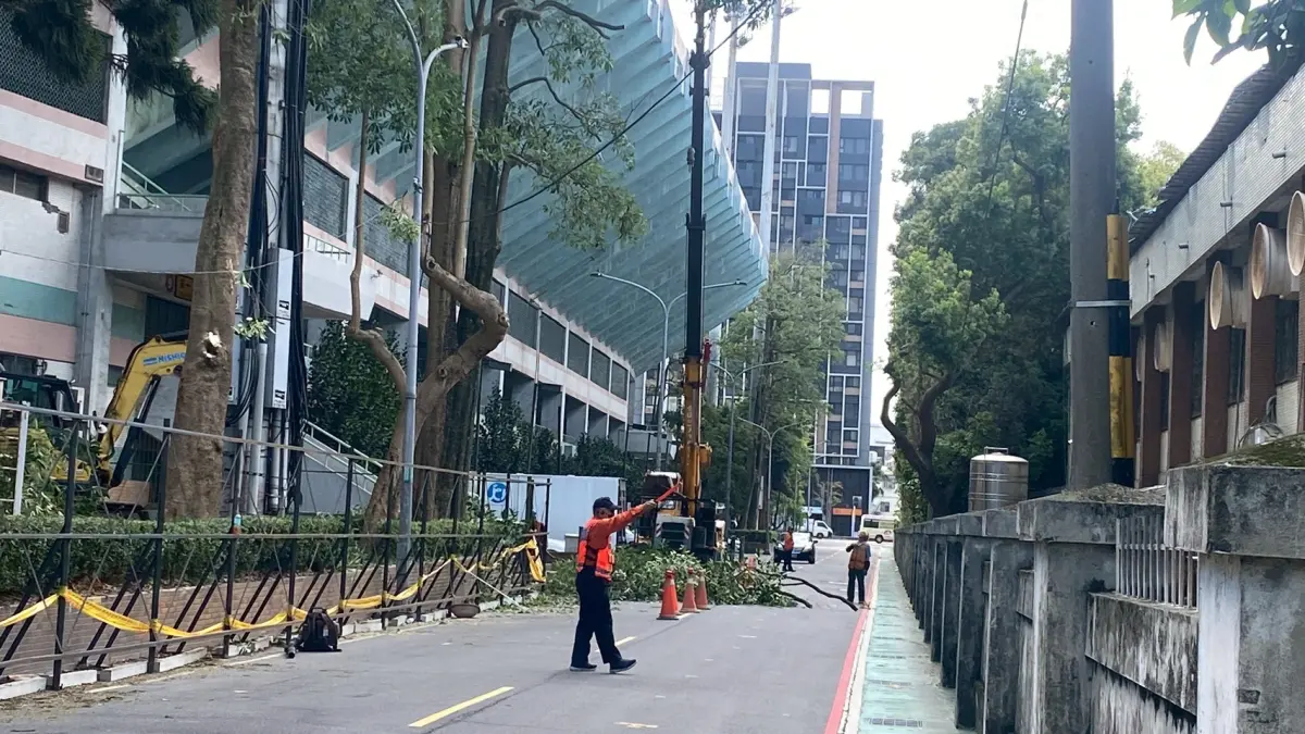 ▲桃園市府近期在整修巨蛋，但卻將周圍人行道路樹砍光遭轟，對此，工務局表示，為安全，是汰換有安全隱憂的木棉和黑板樹。（圖／桃園市府提供）