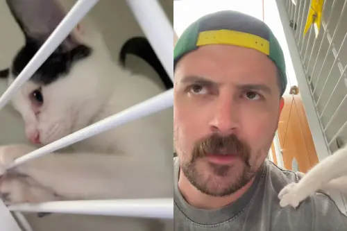 他去收容所領養貓咪！喵皇伸爪「主動拍肩」欽點：人類我選中你了