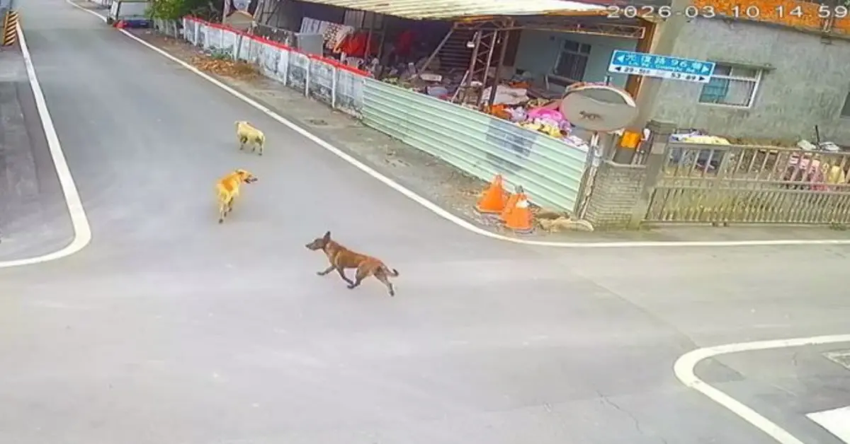 ▲3隻惡犬突然發狂衝進田裡攻擊阿嬤，警方將進一步調閱監視器及逐戶清查，以釐清犬隻來源。（圖／翻攝畫面）